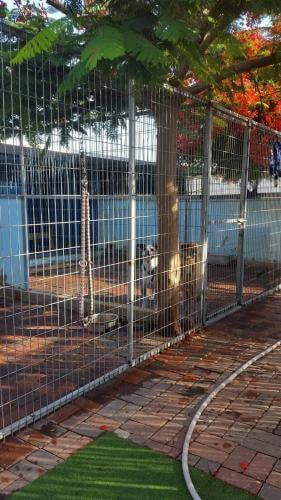 תאים גדולים ומרווחים